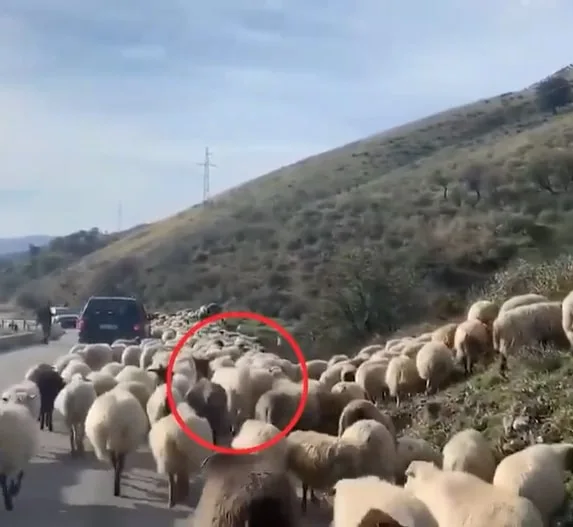 OPTICAL ILLUSION: Spot the rogue animal among the sheep