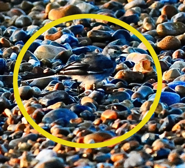 Optical Illusion Find The Bird Hidden In Pebbles 